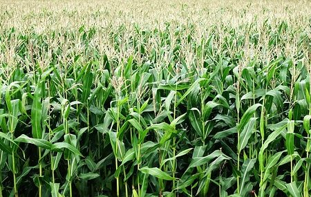 How to plant,grow and harvest maize