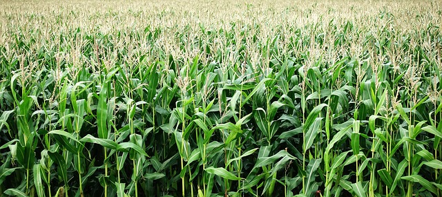 How to plant,grow and harvest maize