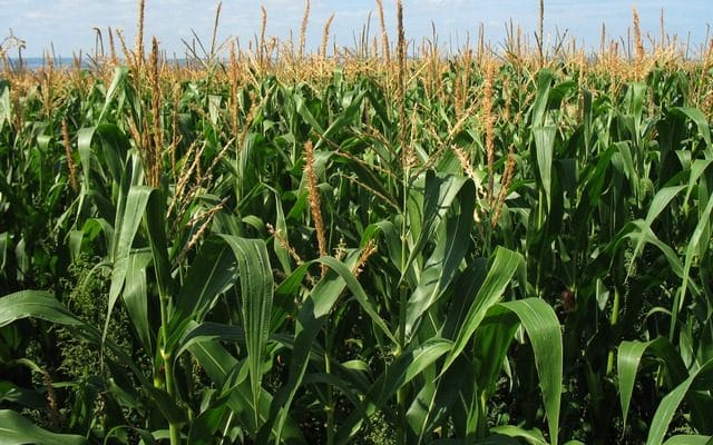 Diseases affecting maize plant and how to control them