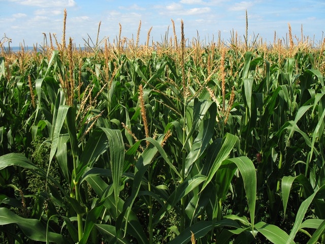 Diseases affecting maize plant and how to control them