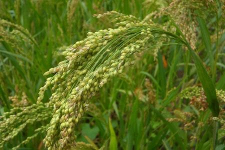 How to plant and grow millet