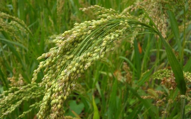 How to plant and grow millet