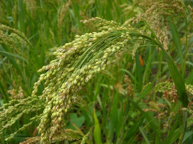 How to plant and grow millet