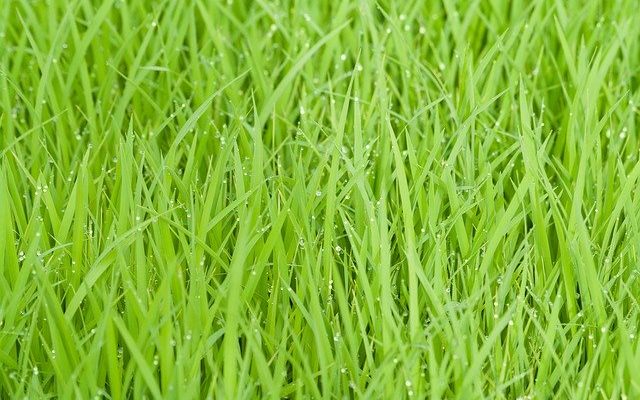 Diseases and insects pests affecting rice farms and solutions