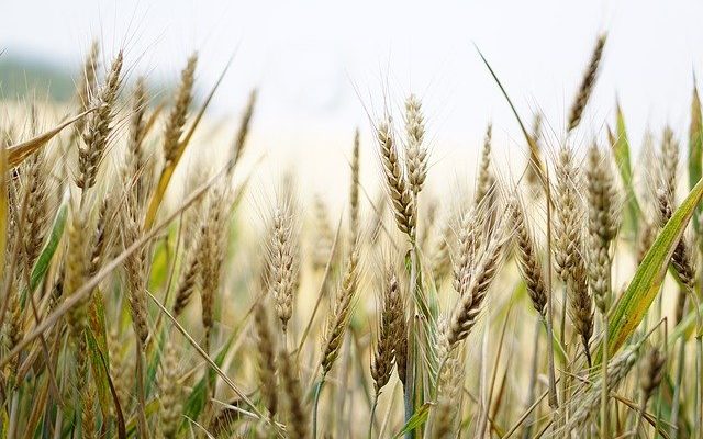 How to grow Wheat plants