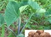 How to Grow and Manage Cocoyam Farm for Better Gains