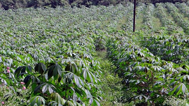 How to grow cassava for maximum yield