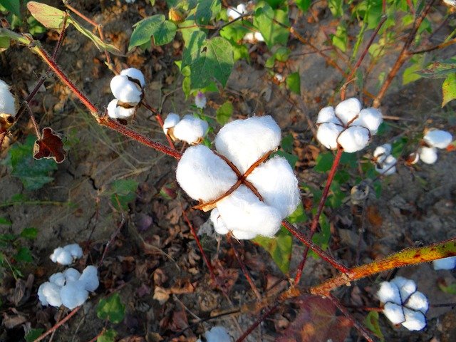 How to grow and manage cotton  farm