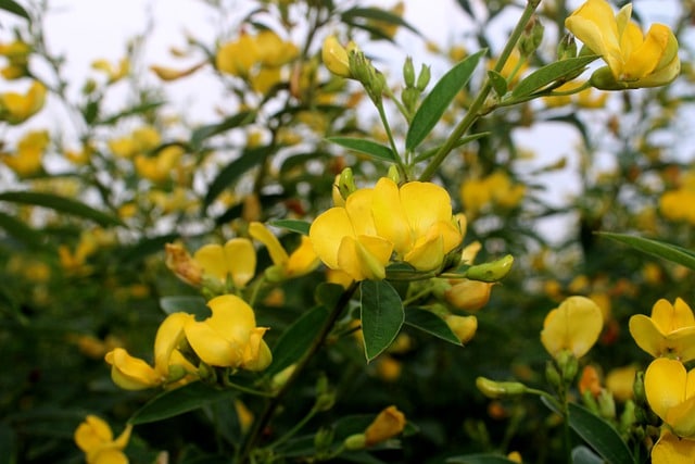 How to cultivate pigeon pea