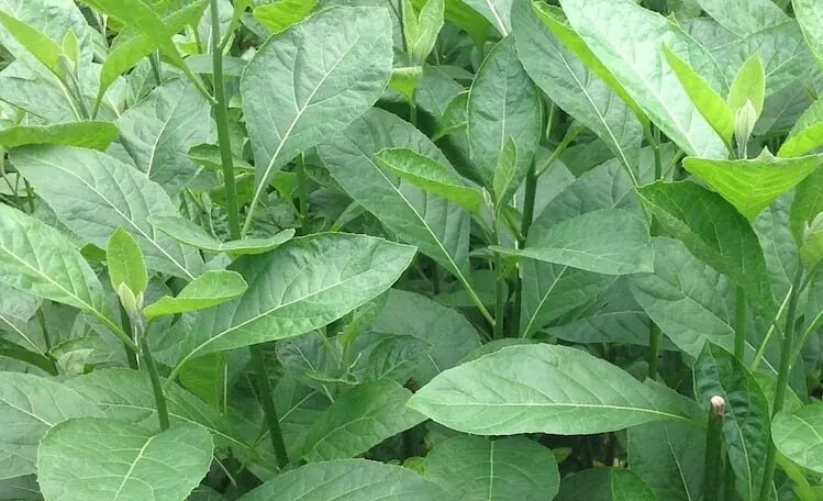 Bitter leaf plant cultivation