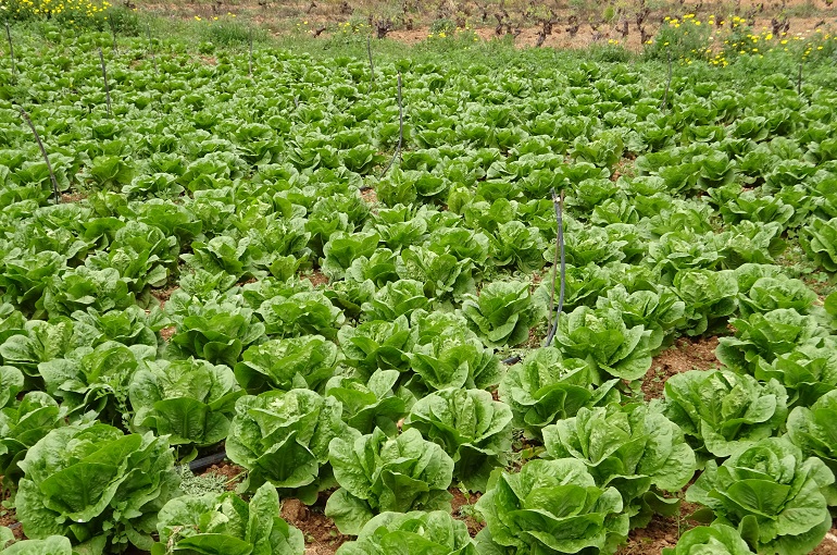 How to plant and grow lettuce