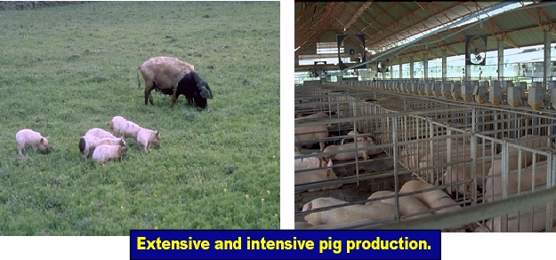 Systems of rearing pigs