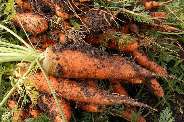 How to grow carrots from tops easily