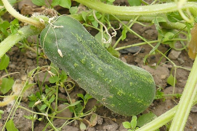 How to grow cucumber for more profits