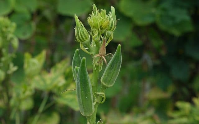 How to plant and grow okro