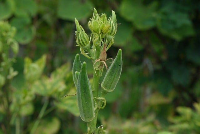 How to plant and grow okro