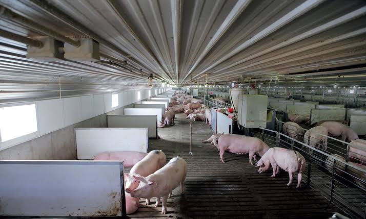 Requirements for building pig pen