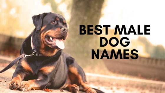 Best male Dog names generator