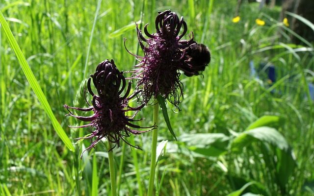 devil's claw root benefits for horses