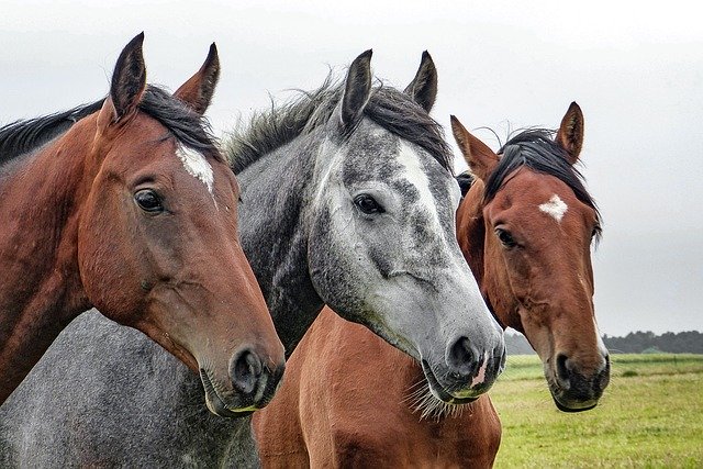 How to find cute names for young male and female horses