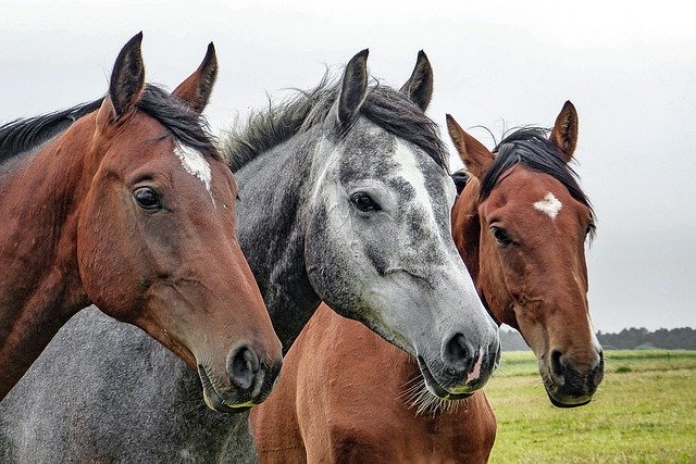 How to find cute names for young male and female horses	