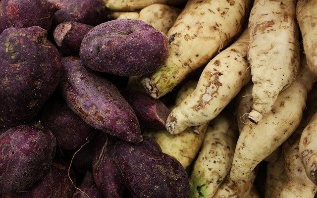 How to grow sweet potato