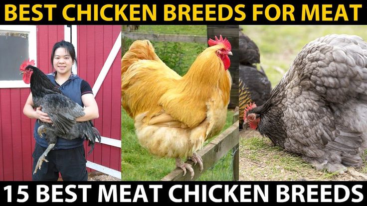 Chicken breeds meant for meat production