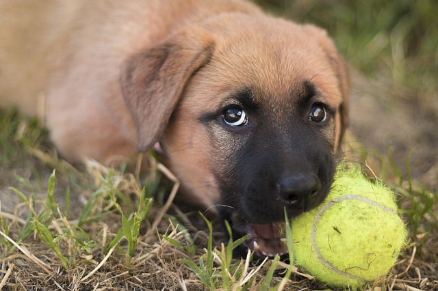 How to stop dog destructive chew