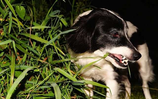 Solutions to dogs eating grass suddenly