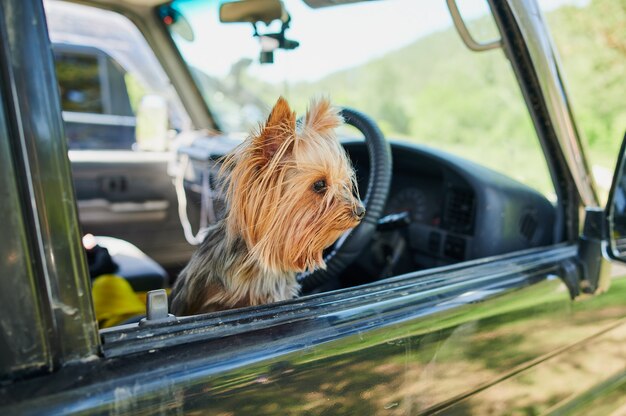 How to move out with dogs in car