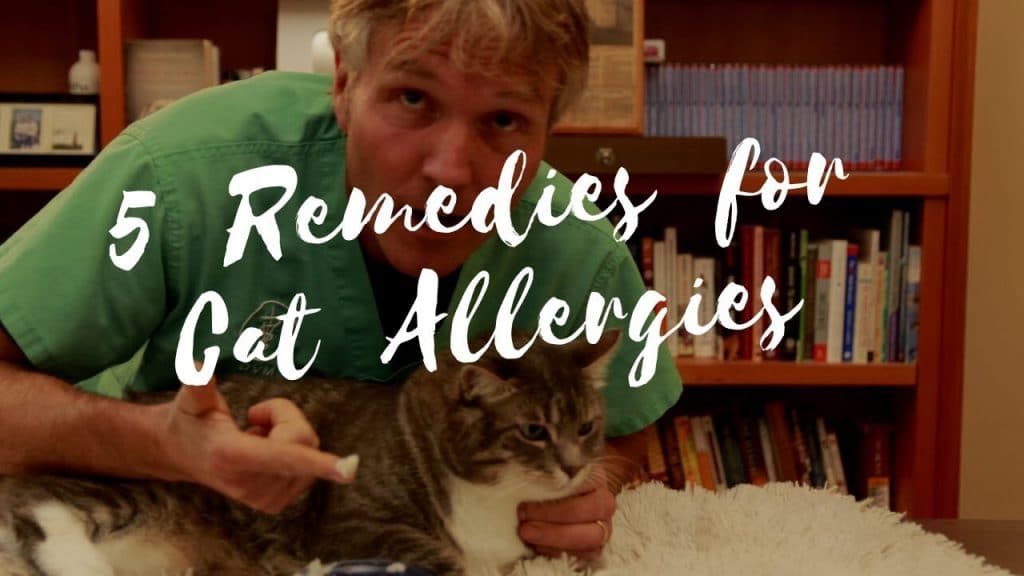 How to treat cat allergies at home