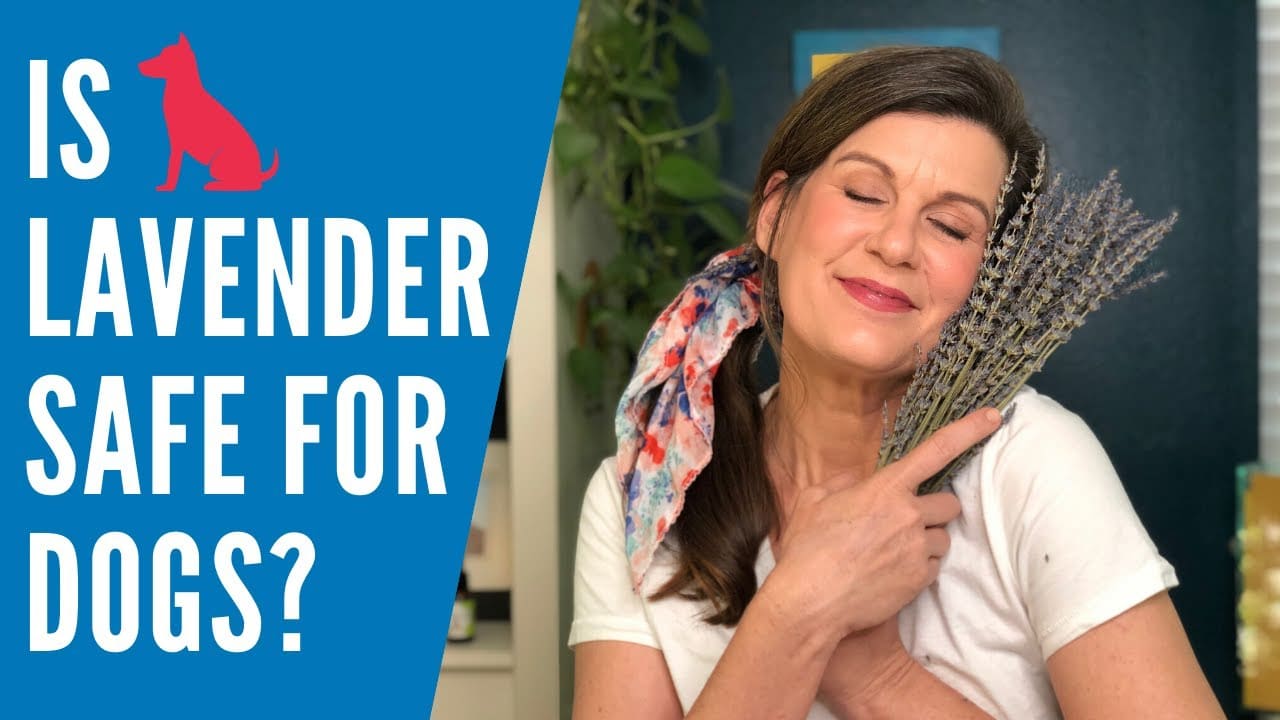 How To Use Lavender Oil On Dogs For Fleas, Ticks, Wounds, Odor