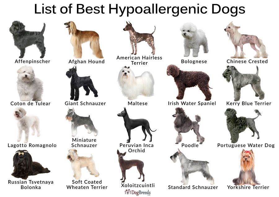 Dog breeds that are not allergenic