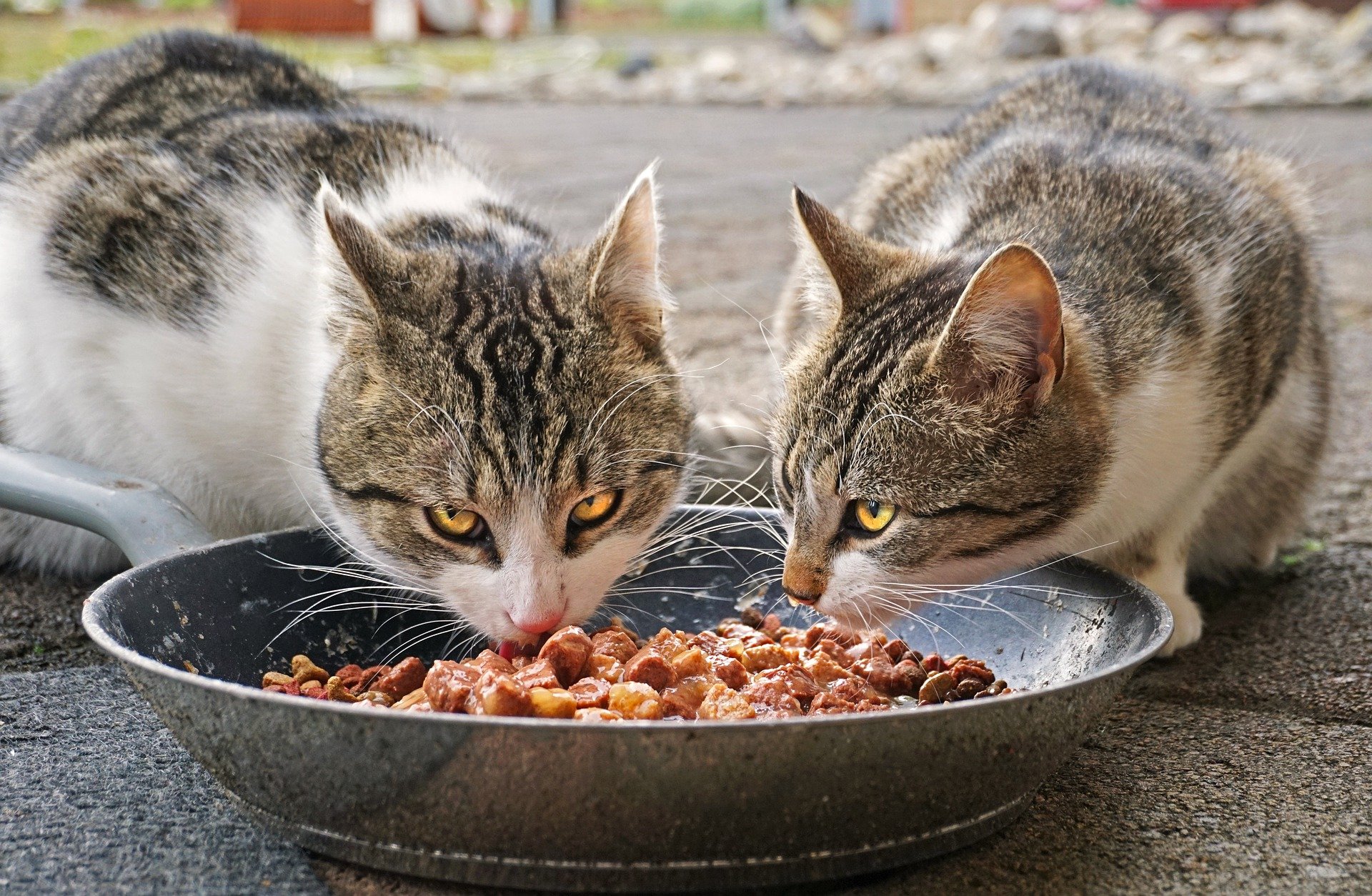 cat eating food