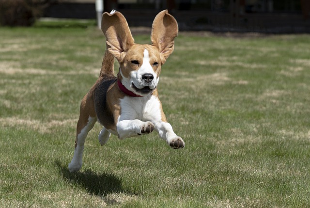 what to feed beagle puppy