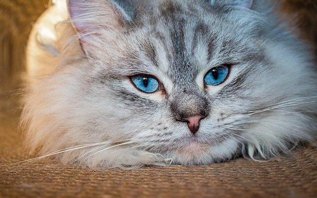 How to feed Siberian cat