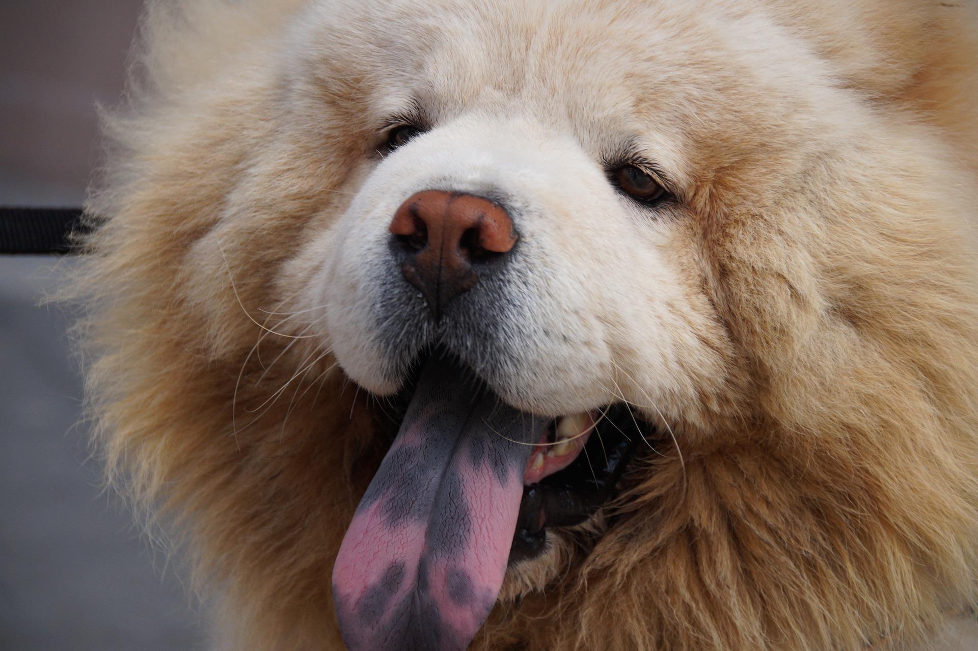 chow chow dog blue