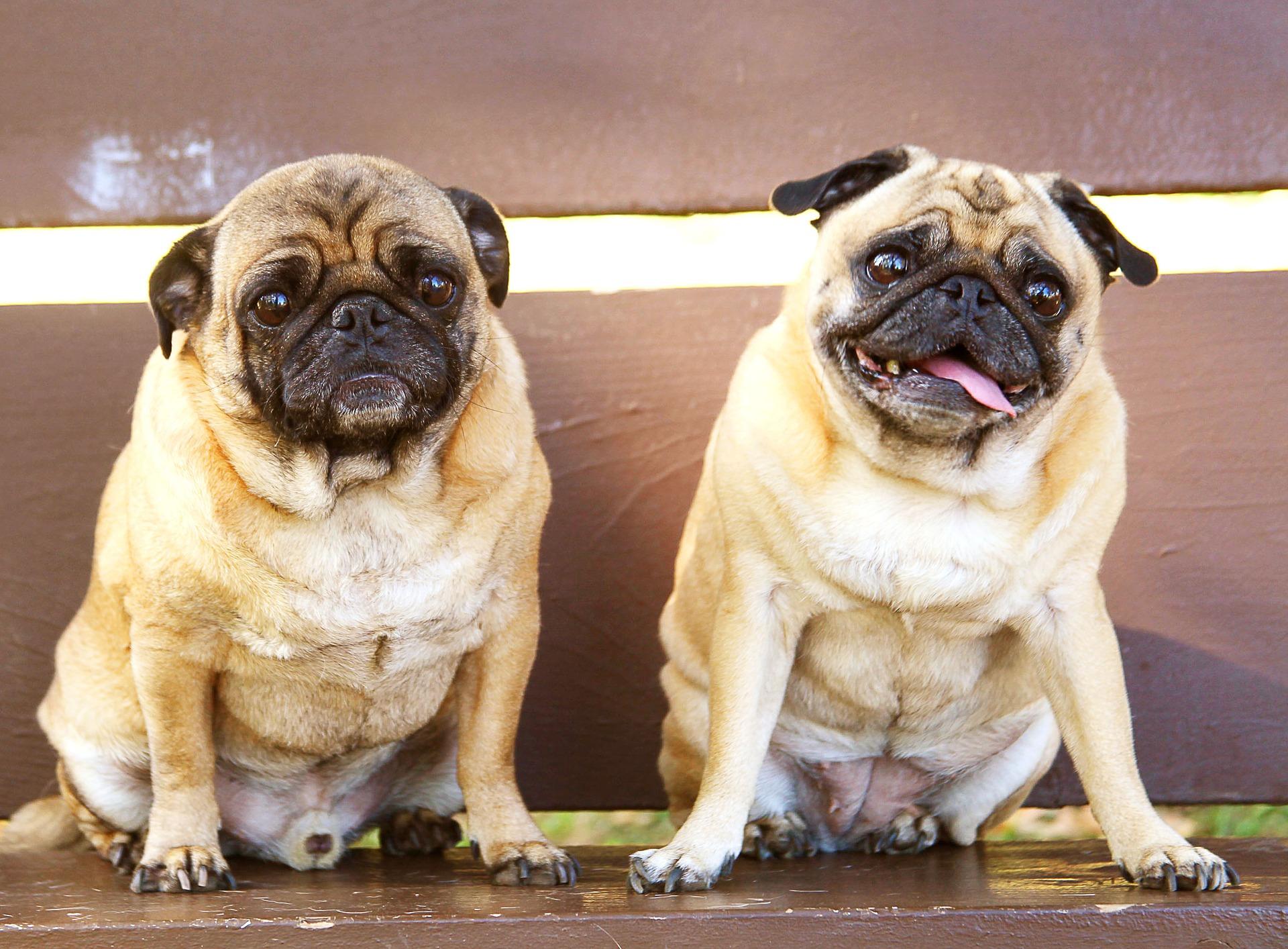 pug breed health issues