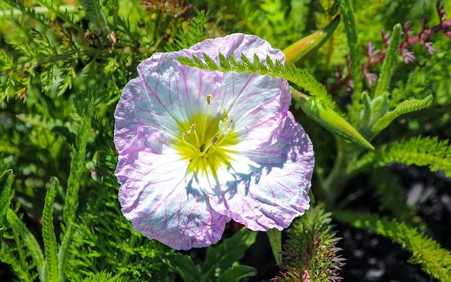 How to treat dog's itchy skin with primrose oil