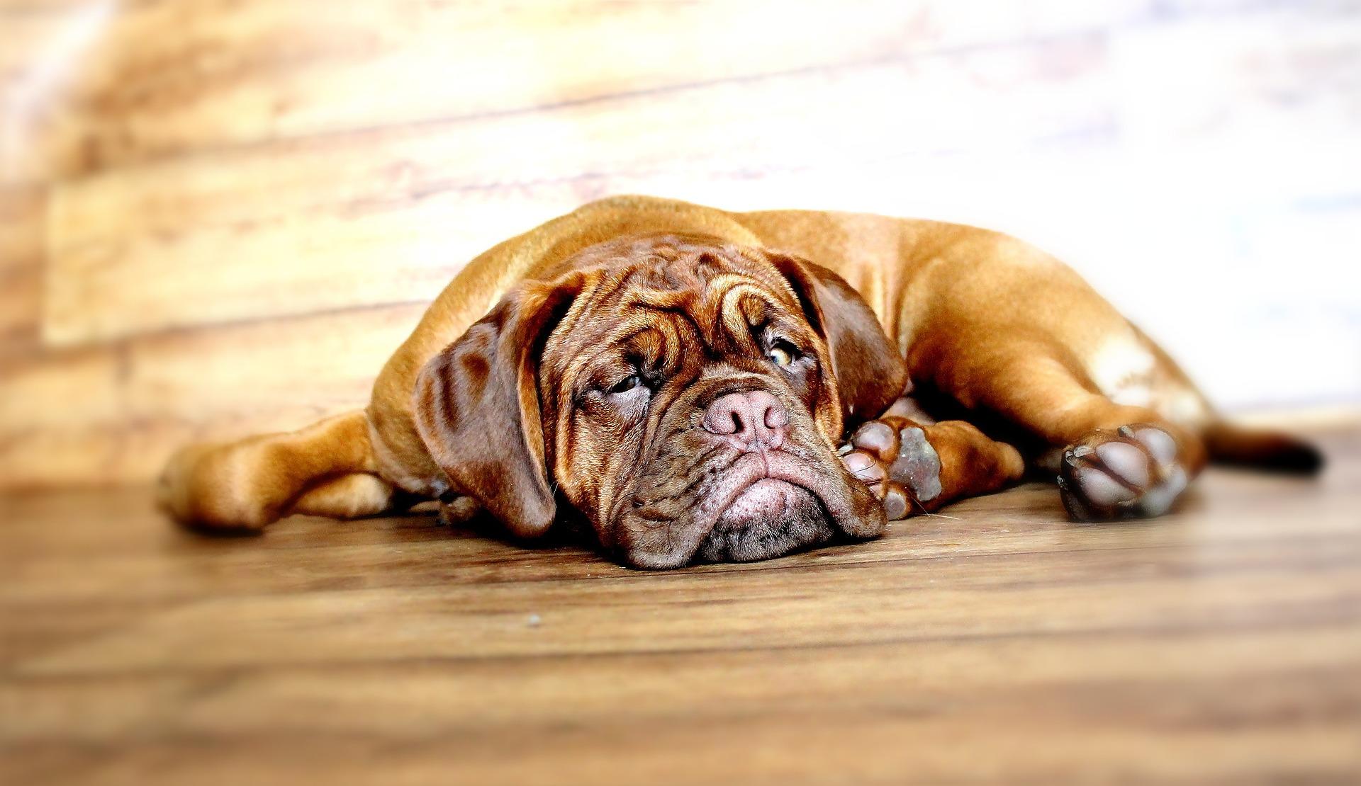 Dogue de Bordeaux dog personality