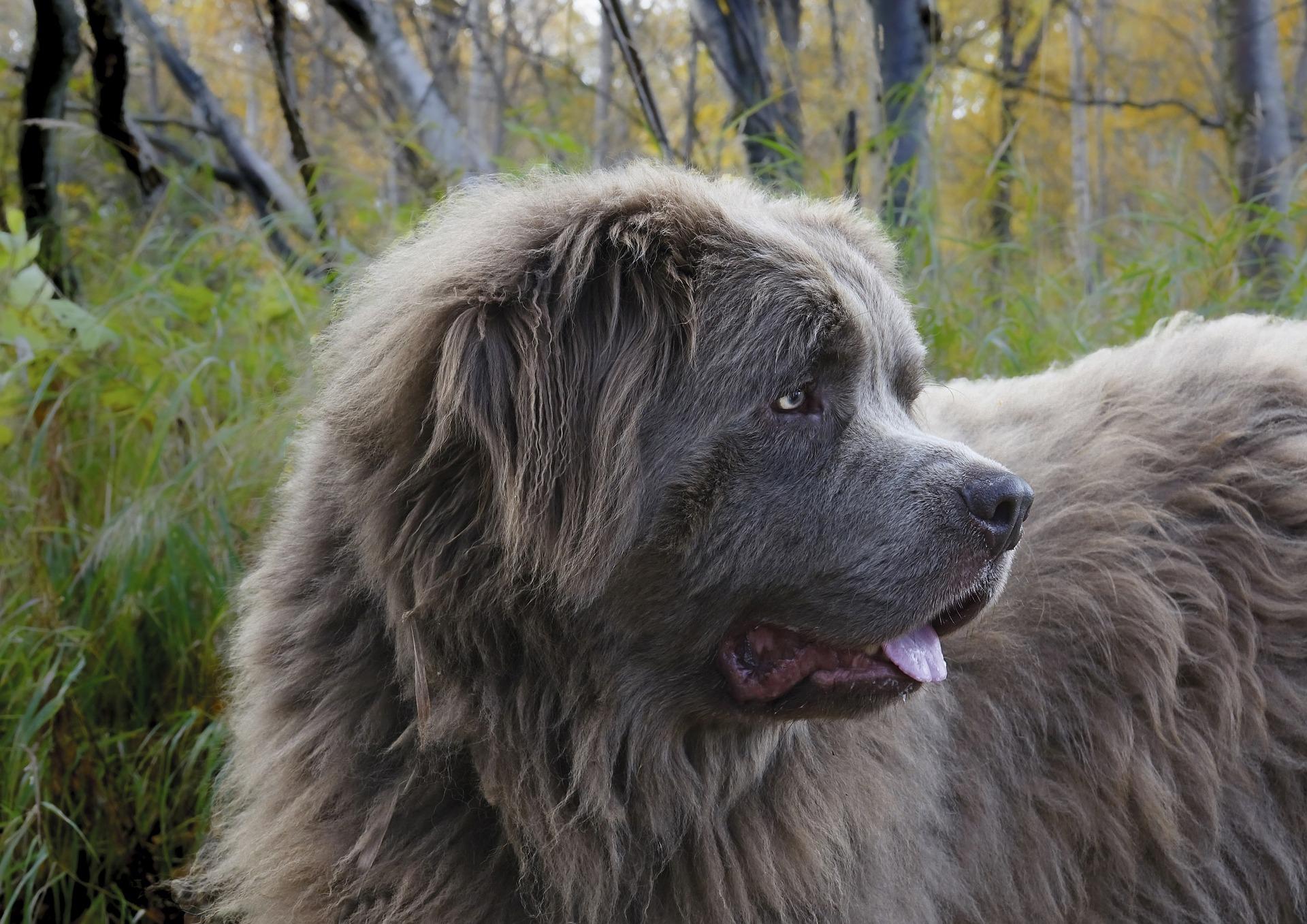 Newfoundland dog breed character, feeding,caring and health