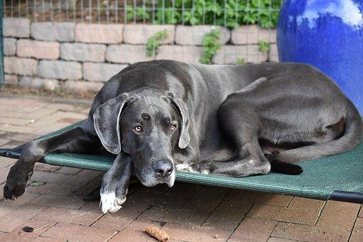 great Dane dog breed