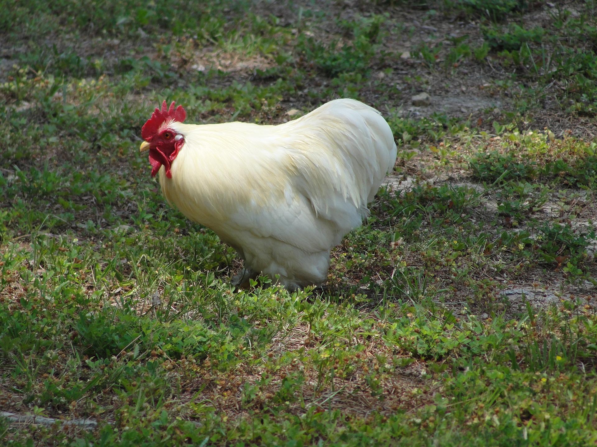 Leghorn chicken breed lays big eggs