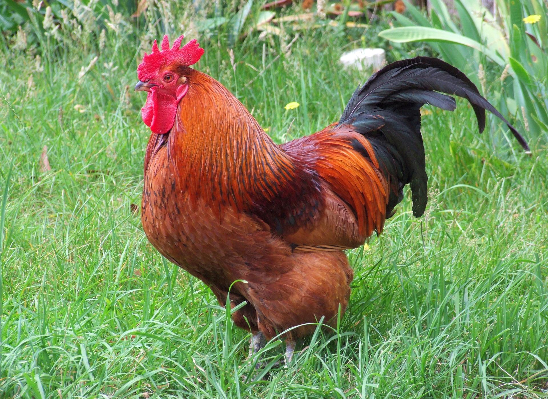 The Rhode Island Red Chicken Breed for eggs and meat business