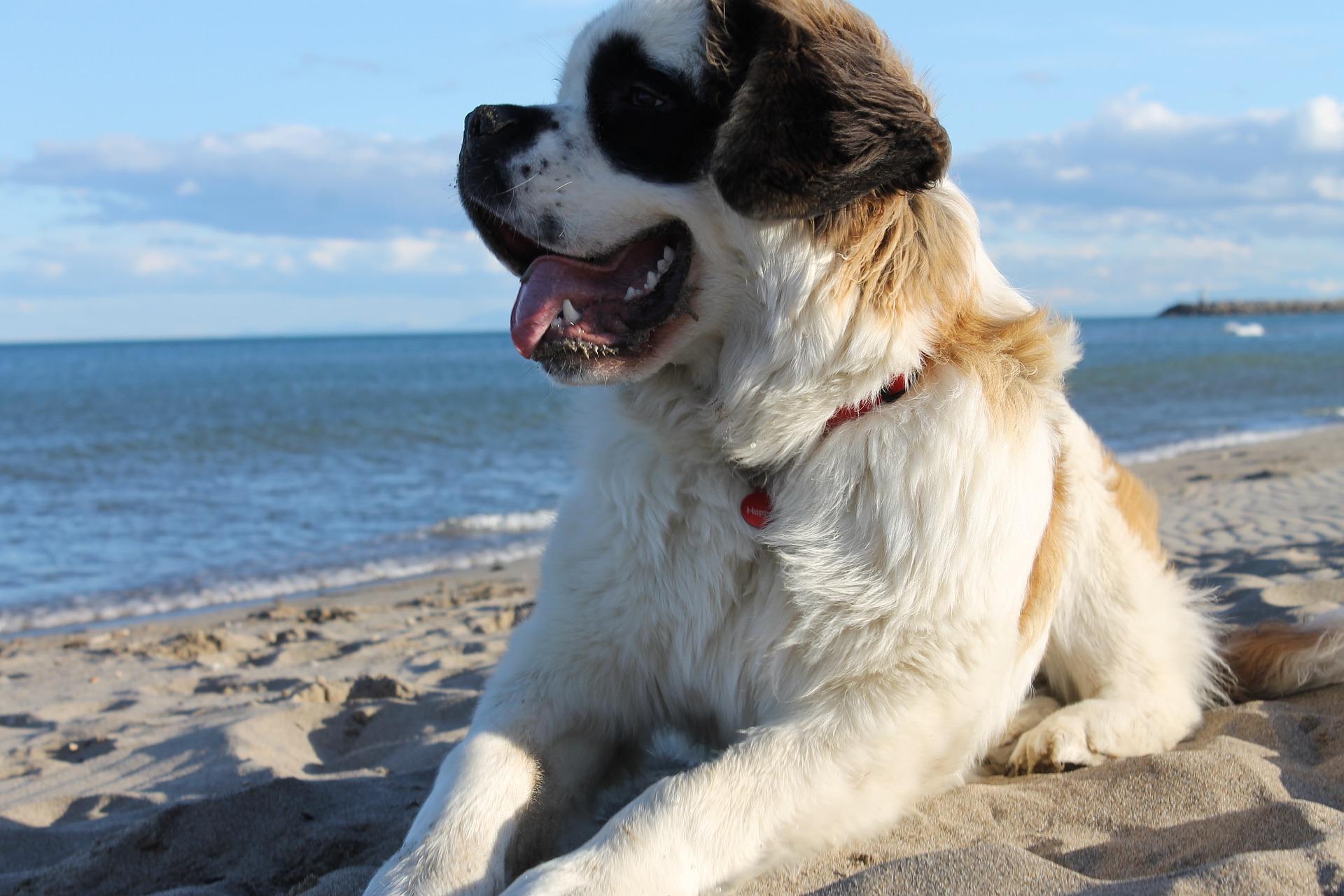 saint bernard dog breeds traits and characters