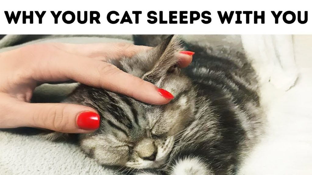 Why cats sleep with their owners