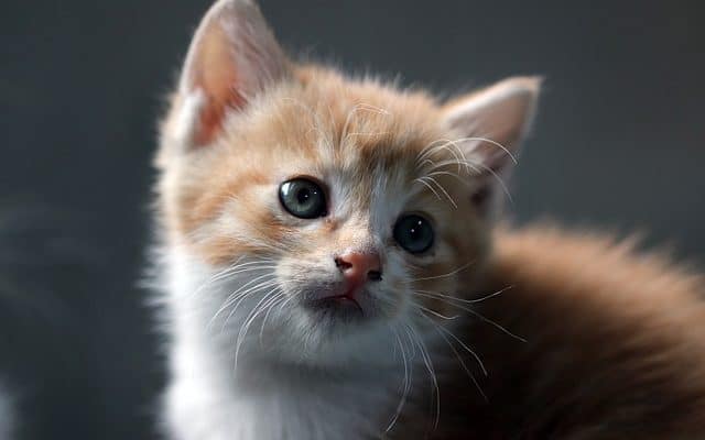Reasons cats stares and meows
