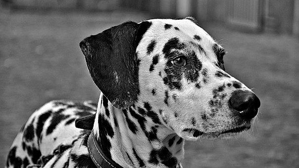 Dalmatian dog breed