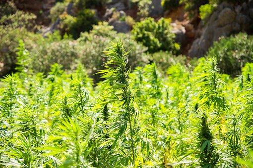 hemp cultivation and benefits