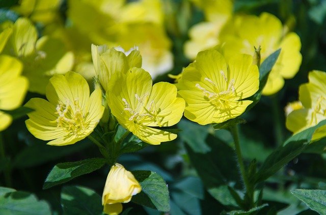 Uses and benefits of evening primrose oil